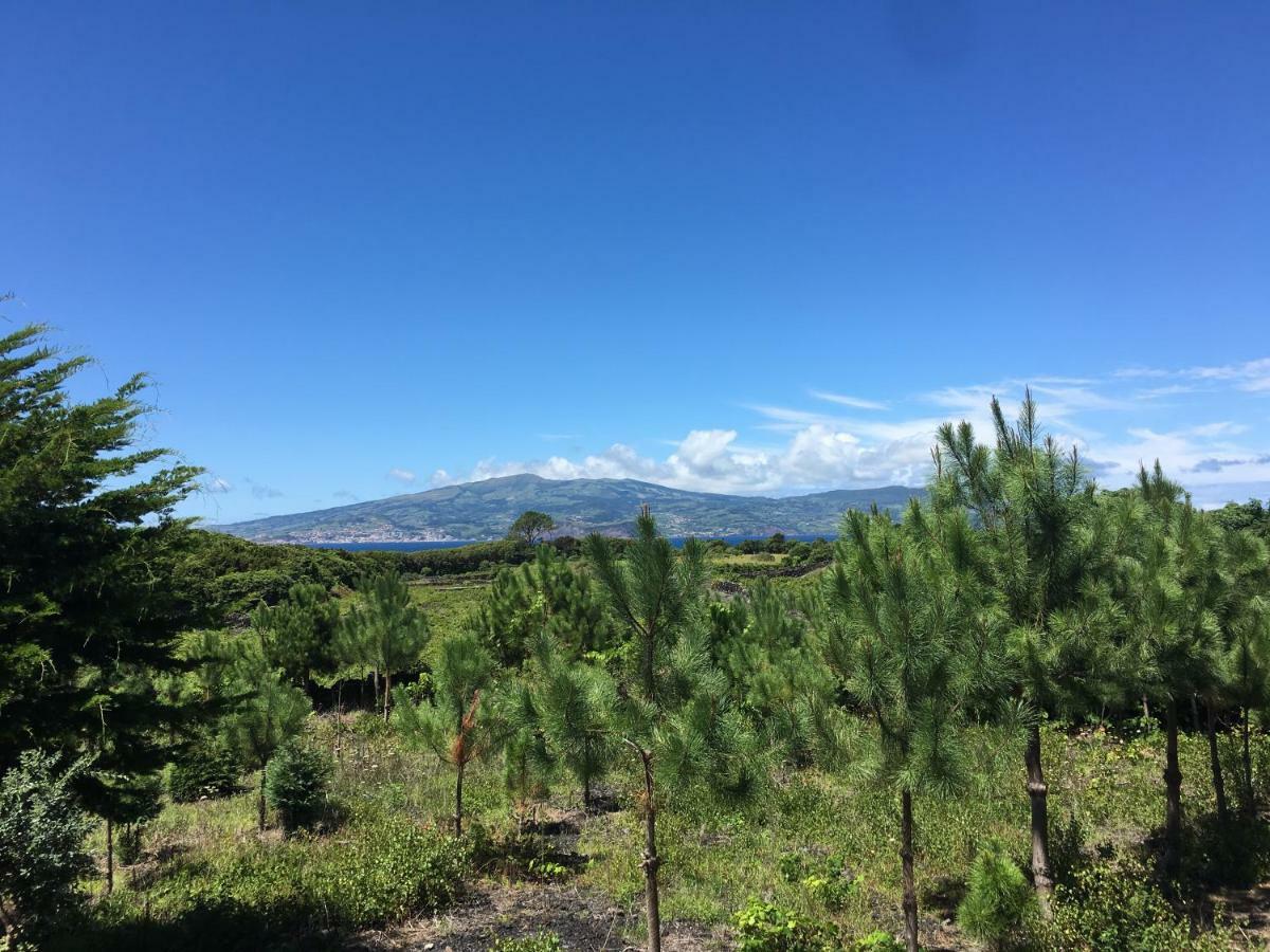 Home Pico - Casa Dos Cedros Criacao Velha Eksteriør bilde
